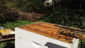 Пчеловодство в США  Beekeeping in the USA, New Jersey. Весенние работы  14 марта 2024