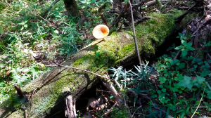 03.08.2023 11:16 [Грибной лес]