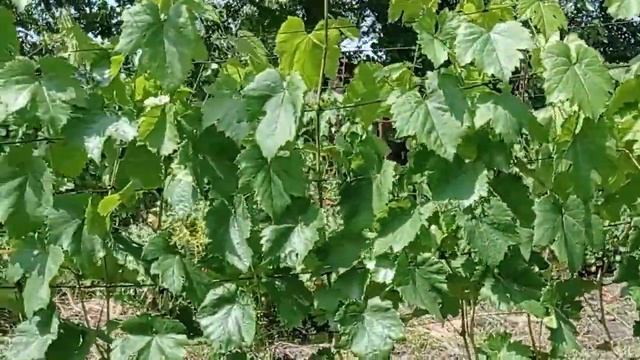 @Це обприскування і виноградник без хвороб, шкідників станом 22-06-2023р. смотреть онлайн