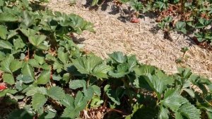 Как фермеры в германии выращивают клубнику