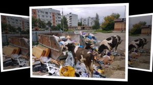 Сергей Меликов разнёс чиновников за нежелание решить проблему с бродячими животными.