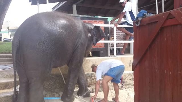 Тайланд, Пхукет,Отель Ля Меридиан, моют слона смотреть онлайн
