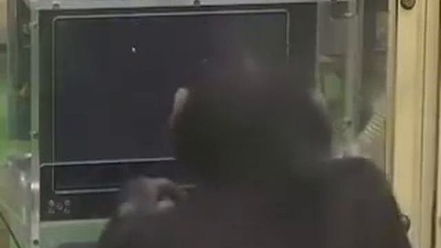 Обезьяна умеет считать