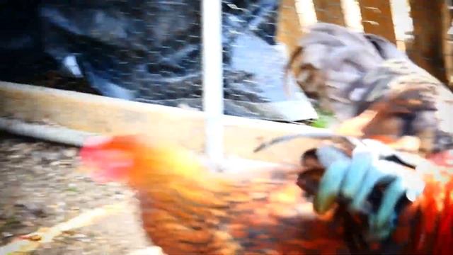 Золотые, серебрянные виандот и истер курочки. смотреть онлайн