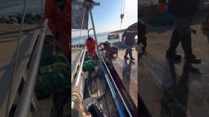 Выращивание гребешка в садках 🇷🇺 о.Сахалин зал.Анива 🌊 Scallop cultivation 가리비 재배 ホタテ養殖