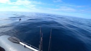 Неожиданный улов в татарском проливе. Рыбалка на треску.