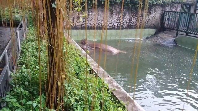Animal | Hippopotamus Amphibius   | Clip 24 | Video