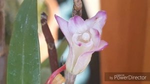 Дендробиум /dendrobium moniliforme - удивительные  цветы