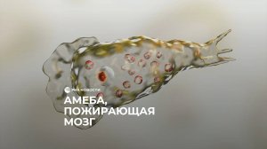 Амеба, пожирающая мозг