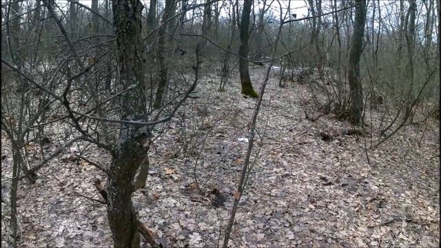 В поисках Ивана Сусанина ... смотреть онлайн