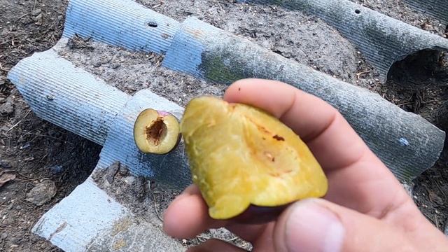 Эльдорадо? Слива очень вкусная как мармелад. смотреть онлайн