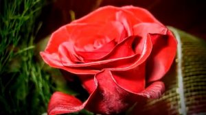 Червону троянду дарую я Bам