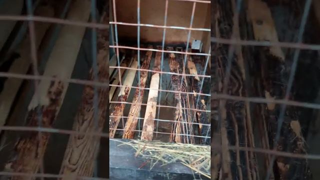 Нападение Собак на Крольчатник погибли самые лучшие кролики Бургундской породы смотреть онлайн