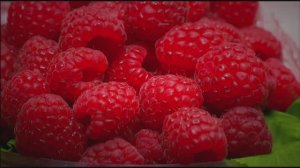 Эксперт РОСБИОТЕХа раскрыл секрет пользы ягод