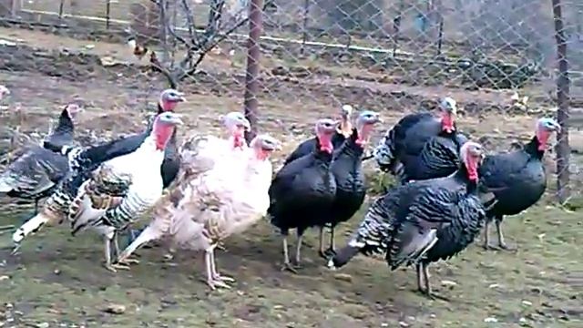 Опасные Индюшки смотреть онлайн