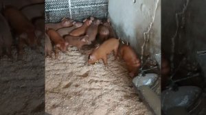 дюрок , поросята породы дюрок на продажу