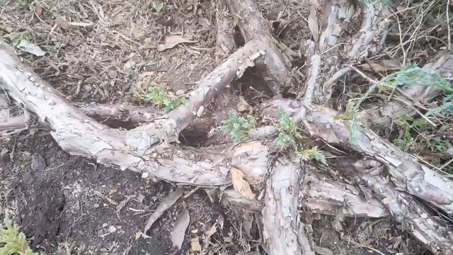 Превращение можжевельника Грей Оул в ниваки смотреть онлайн