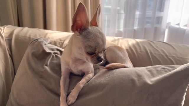 Чихуахуа Мия. смотреть онлайн