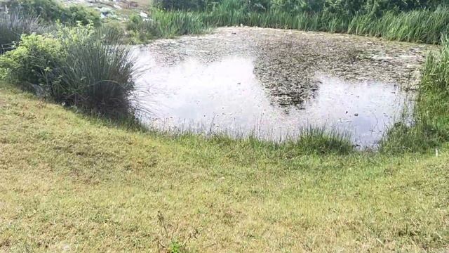 Поти Грузия 2019 Озеро Палиастоми (Paliastomi) прогулка по береговой линии смотреть онлайн