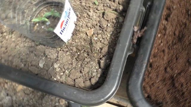 Азимина посев семян в контейнер теплица смотреть онлайн