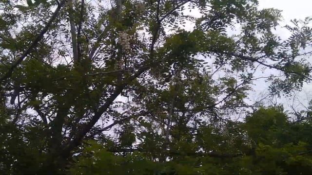 Акация VS Черноклен. На что расчитывать весной 2020 года. смотреть онлайн