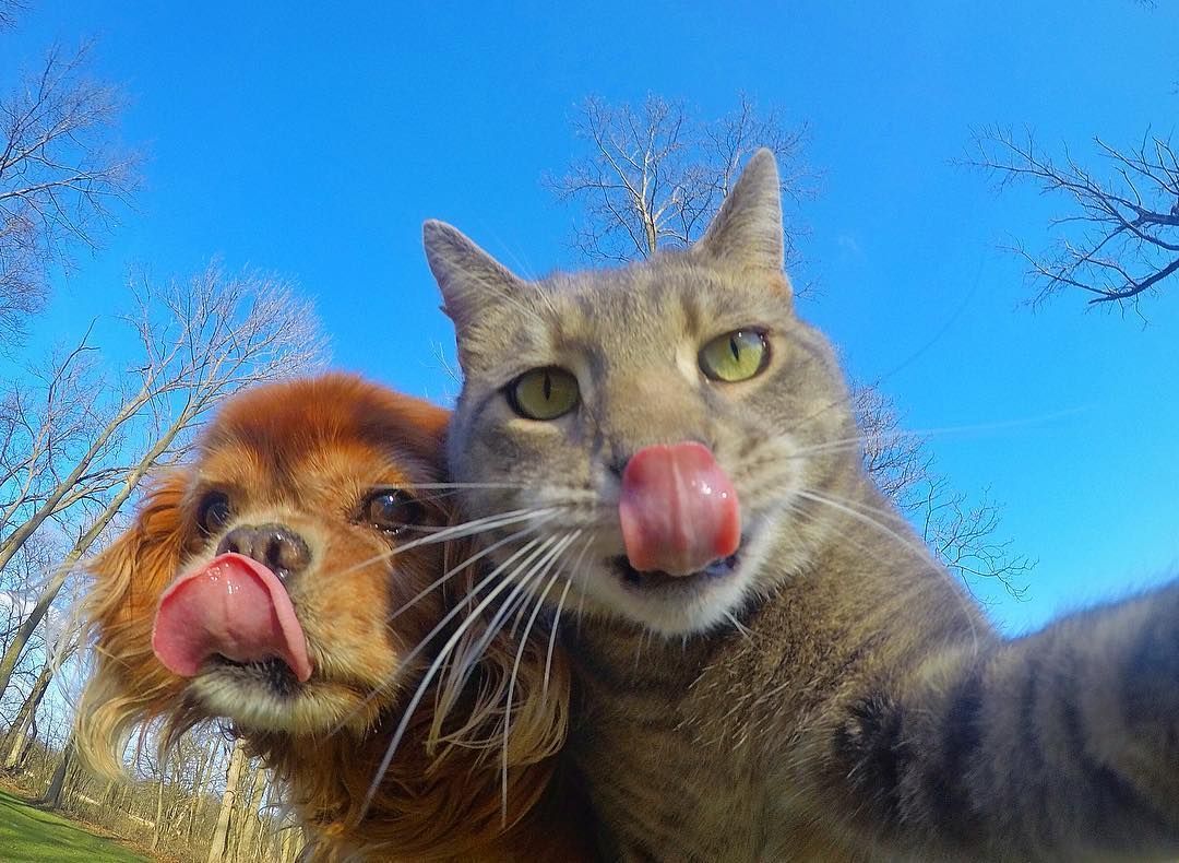 смешные фото животных котов