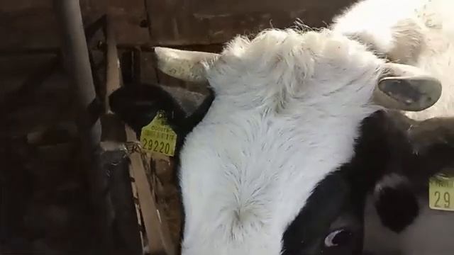 Сколько корова должна отдыхать. КОРОВА СПИТ. Бирки. Ответы на вопросы. смотреть онлайн