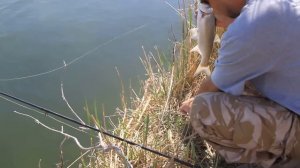 Fishing. Balkhash lake. Kazakhstan. Рыбалка на Балхаше, жерех.