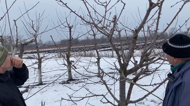 Обрезка черешни с формировкой Стройное Веретено и UFO. Питомник Маценко. смотреть онлайн