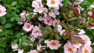 роза Свит Хейз.