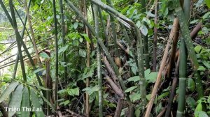 Go to the forest to harvest fruit, rescue the boy lost in the forest / Trieu Thi Lai