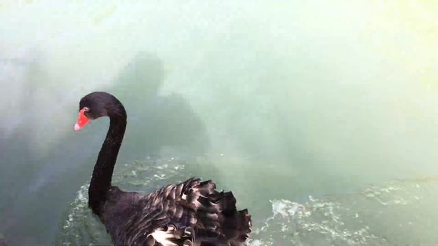 Сочи. Куда сходить в Сочи смотреть онлайн