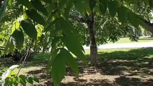 МАНЬЧЖУРСКИЙ ОРЕХ - БРИЛЛИАНТ ПРИРОДЫ И ЛЕКАРСТВЕННЫХ СВОЙСТВ...