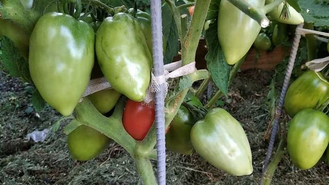 Томат Петруша Огородник. Мясистый томат для открытого грунта!