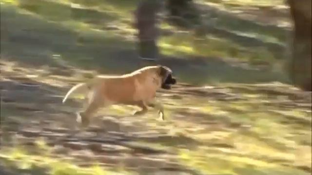 Топ 10 Самых Сильных Пород Собак В Мире смотреть онлайн