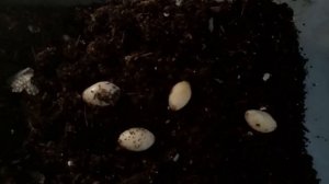 Бородатая агама отложила яйца