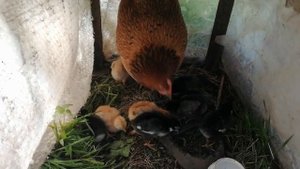 Наседка бросила гнездо. Яйца остыли на несколько часов. Что получилось?!