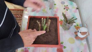 Как сажать Розы без Корней.???(Если у Вас получиться).