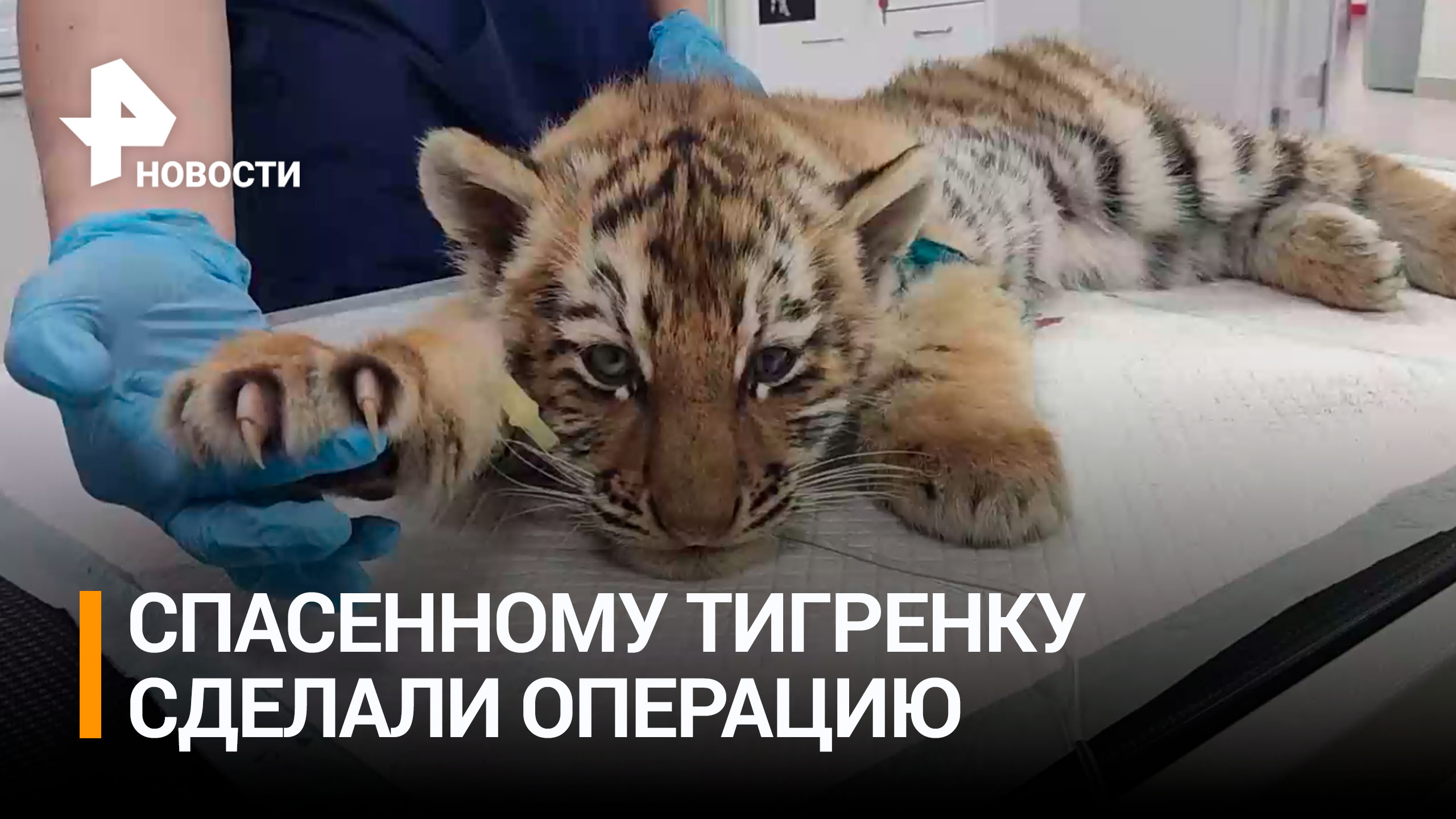 Амурскому тигренку, которого спасли на трассе в Хабаровском крае, провели операцию / РЕН Новости