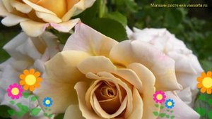 Роза грандифлора Хани джон. Краткий обзор, описание характеристик grandiflora rose Honey Dijon