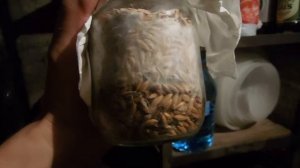 зерновой мицелий вешенки на овсе