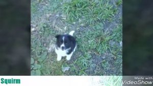 Хроники стаи (survivorls)