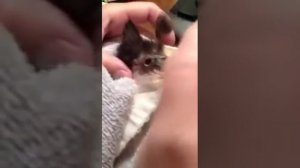 Удаление Овода у Котенка/Botfly removal from kittens face