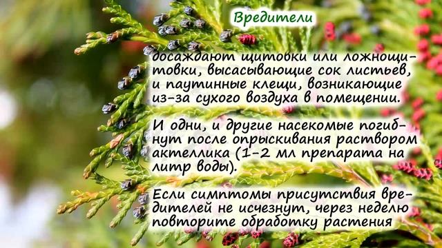 Кипарис – размножение, болезни и вредители