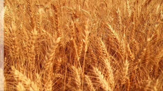 Биопрепараты для сельского хозяйства / Ризобакт и Микобакт/ООО"Петербургские Биотехнологии "