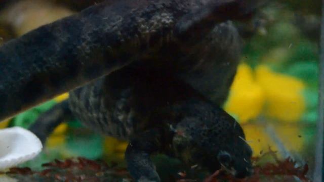 кормёшка иглистого (испанского) тритона смотреть онлайн