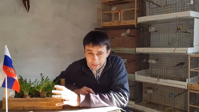 Простая подготовка канареек к размножению.Самкам скоро на гнездо чем покормить.Готовим кенара ! смотреть онлайн