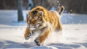 Дикая природа России Wildlife in Russia 4K