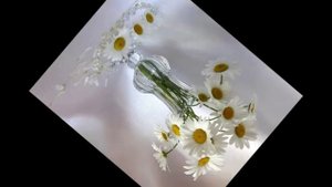 белые цветы