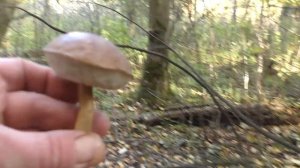 Грибные места. Золотая Осень.